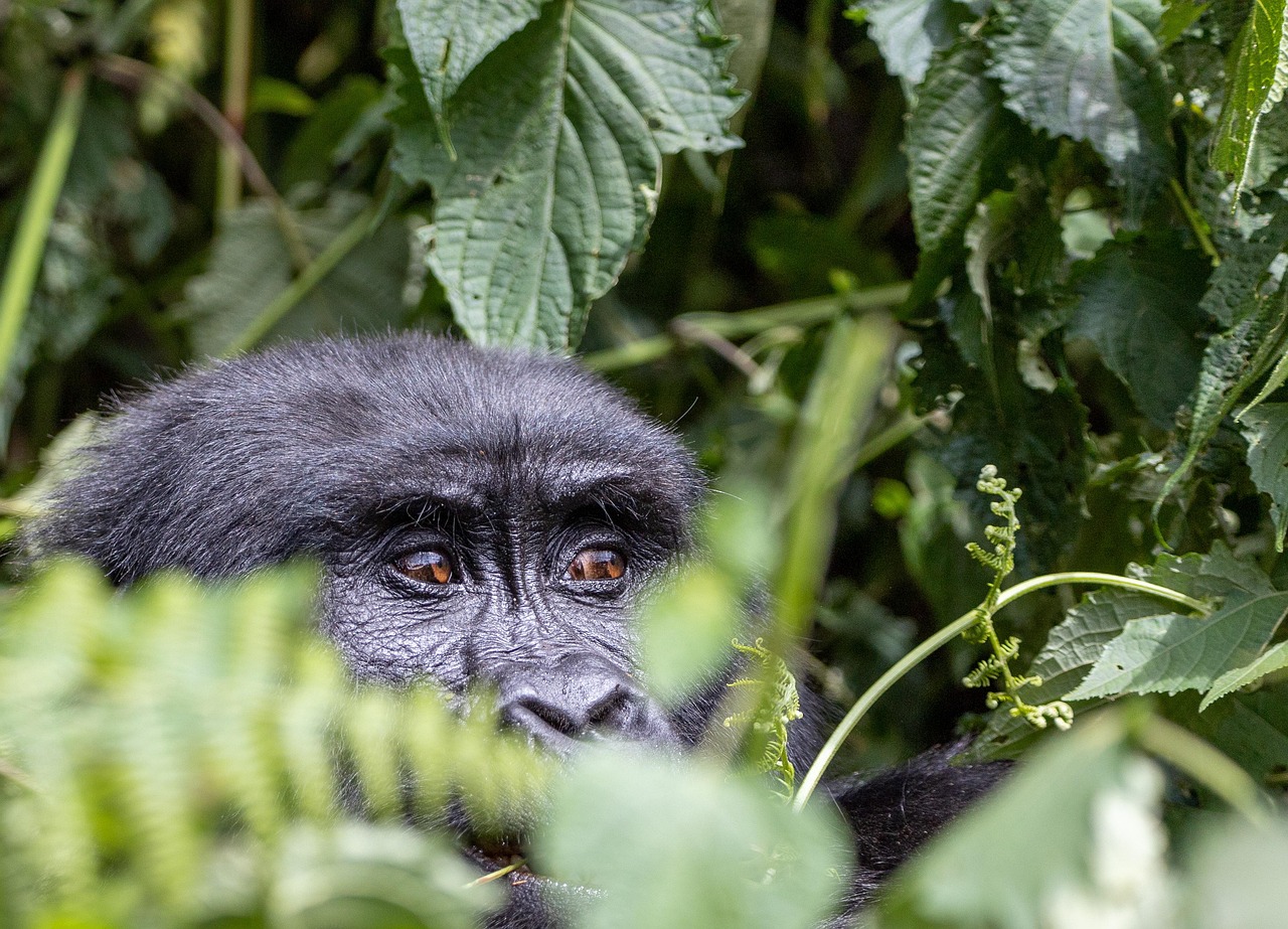 Freelancing in Uganda: Platforms That Actually Pay (and How) – featured image