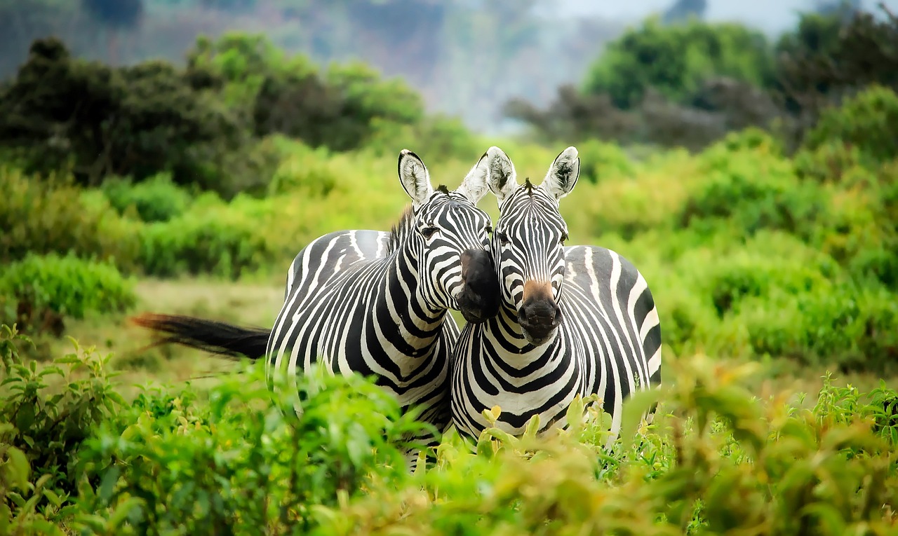 Contra for Kenyans: Your 0% Commission Freelance Game Changer? – featured image