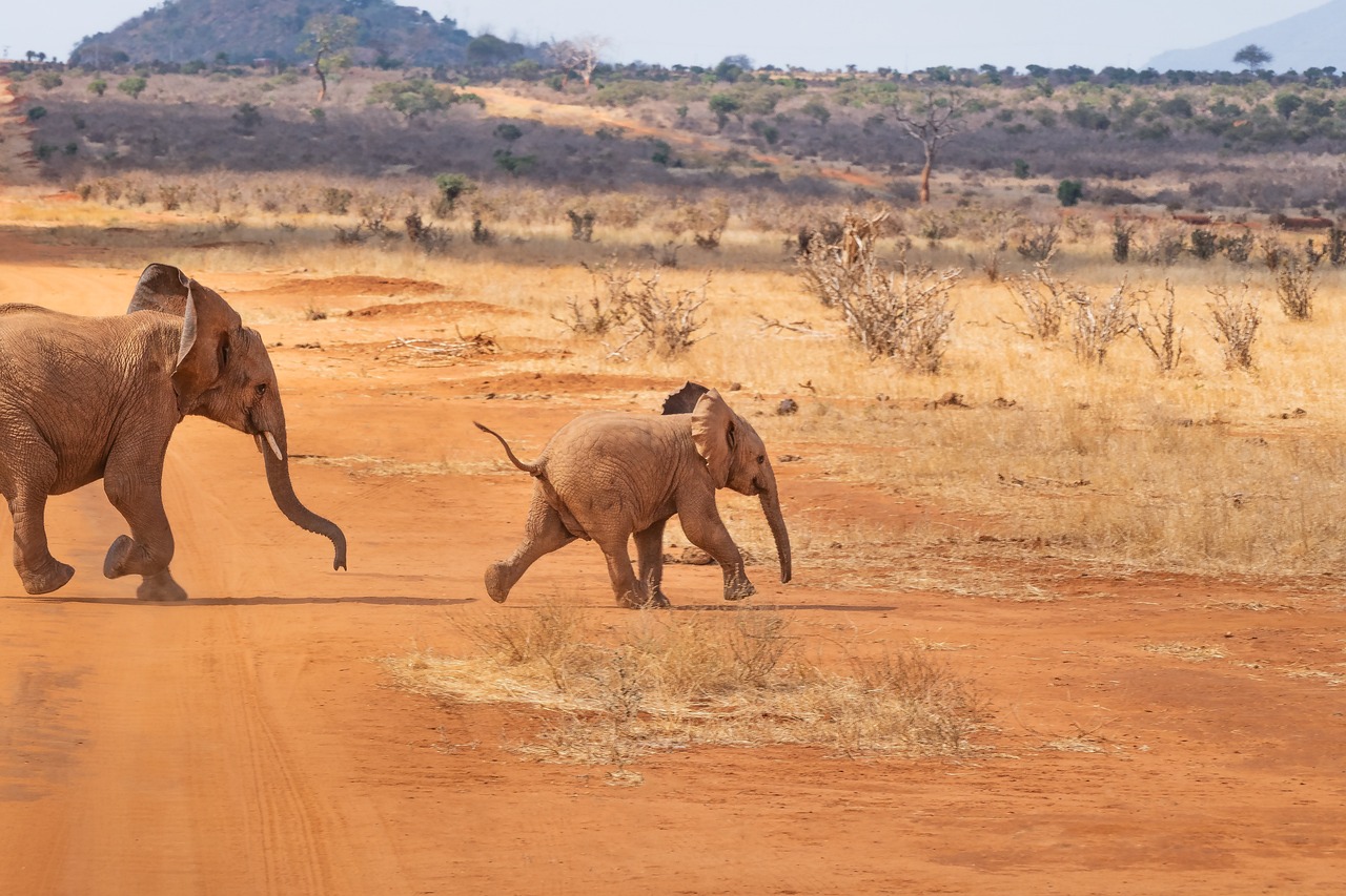 Freelancer.com Kenya: The Real Deal on Fees & Payouts – featured image