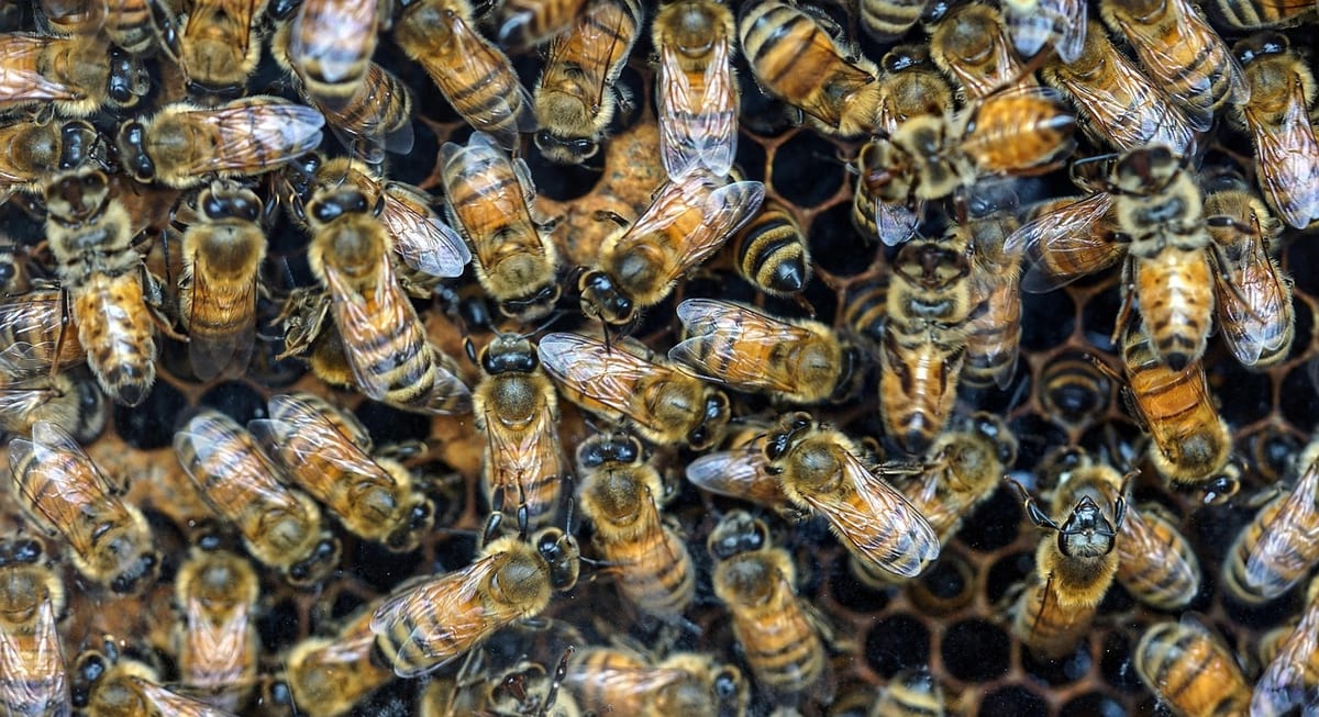 Featured image for 15 Best Hive Micro Alternatives with Higher Pay (2026 Global Guide)