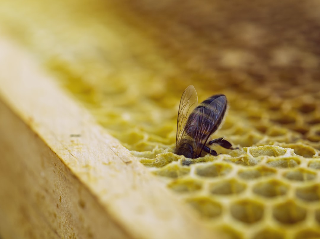 Best Hive Micro Alternatives in 2026