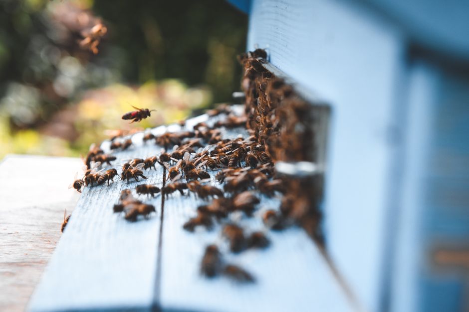 Hive Micro Review 2026: Available Countries, Real Earnings & Is It a Scam? โ featured image
