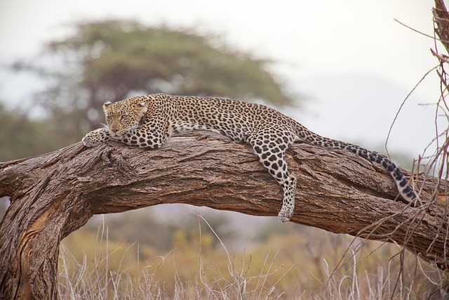 WorldRemit to M-Pesa Kenya Transfer Guide: Fees, Limits, and Speed (2026) – featured image